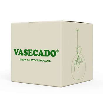 Vasecado Grow An Avocado Plant, Glass Vase, 5 of 7