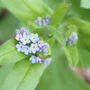 Forget Me Not Wildflower Seed Boxes, thumbnail 4 of 7