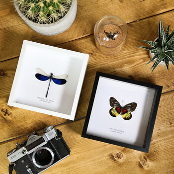Cisseis Morpho Butterfly Entomology Taxidermy Frame, 2 of 3