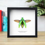 Wallacei Jewel Beetle Insect Bug Entomology Taxidermy Box Frame, thumbnail 1 of 3