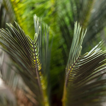 Faux Potted Cycad Palm Tree Plant, 7 of 7