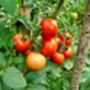 Tomato Plants 'Moneymaker' 12 Plug Plant Pack, thumbnail 4 of 5