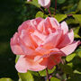 Hybrid Tea Rose 'Blessings' Bare Rooted Plant, thumbnail 2 of 4