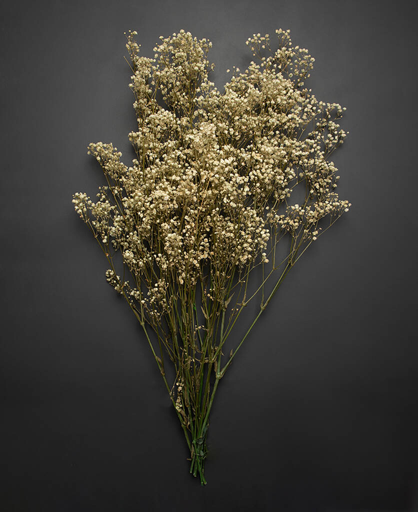 Image of Gypsophila Preserved Stem Bouquet Baby's Breath Flowers