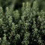 Thyme And Mint Reed Diffuser Refill, thumbnail 2 of 2