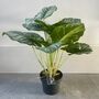 Artificial Calathea Plant In Black Pot, thumbnail 2 of 6