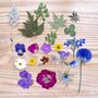 Pressed Flower Botanical Craft Kit For Kids And Adults, thumbnail 4 of 10