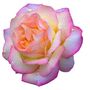 King Charles Iii Coronation Rose Hybrid Tea 'Peace', thumbnail 1 of 6