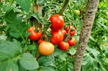 Tomato Plants 'Moneymaker' Nine Plug Plant Pack, 5 of 5