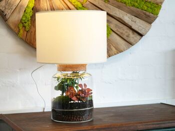 Diy Terrarium Lamp Kit | 'Malaga', 6 of 6