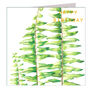 Gold Foiled Sword Fern Birthday Card, thumbnail 2 of 3