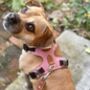 Pink Leather Dog Harness, thumbnail 3 of 6