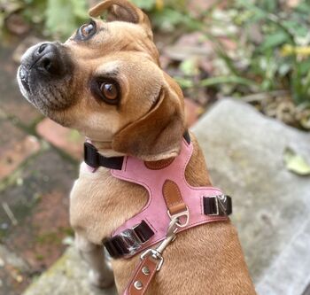 Pink Leather Dog Harness, 3 of 6
