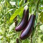 Vegetable Plants Aubergine 'Moneymaker' Plug Pack, thumbnail 4 of 12