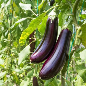 Vegetable Plants Aubergine 'Moneymaker' Plug Pack, 4 of 12