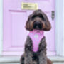 Hearts Of Pink Adjustable Dog Harness, thumbnail 4 of 9