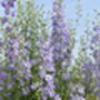 Frosted Blue Dried Flower Delphinium Bunch, thumbnail 4 of 5