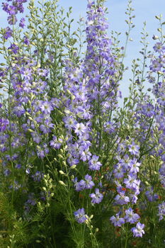 Frosted Blue Dried Flower Delphinium Bunch, 2 of 3