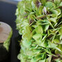Lime Green Silk Hydrangea Bouquet, thumbnail 3 of 3