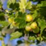 Gooseberry Plants, 'Leveller', thumbnail 6 of 7
