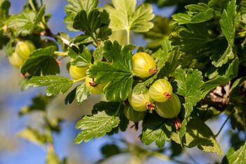 Gooseberry Plants, 'Leveller', 6 of 7