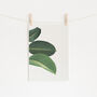 Rubber Fig Leaves Ii Photographic Plant Print, thumbnail 1 of 2