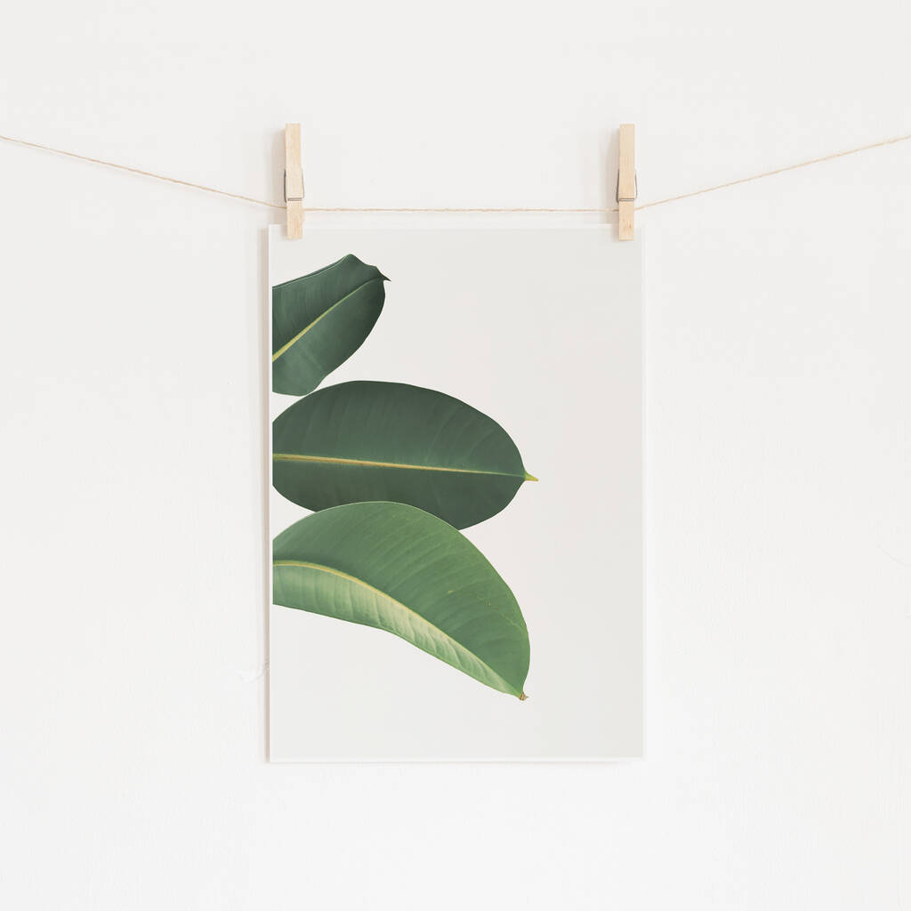 Rubber Fig Leaves Ii Photographic Plant Print, 1 of 2