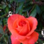 Rose You're So Special, Garden Rose Gift, thumbnail 2 of 2