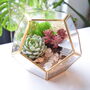 Gold Geometric Terrarium Kit With Succulent Christmas Plant Lover Gift, thumbnail 1 of 7