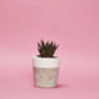 Set Of Three White Concrete Pots W/Cacti And Succulents, thumbnail 3 of 7