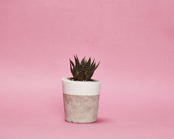 Set Of Three White Concrete Pots W/Cacti And Succulents, 3 of 7