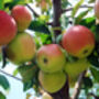 Crab Apple Fruit Trees Two X 10 L Pots, thumbnail 6 of 7