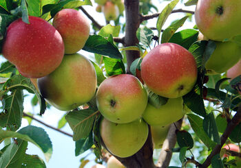 Crab Apple Fruit Trees Two X 10 L Pots, 6 of 7