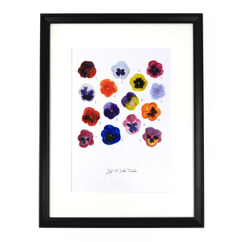 Viola Pansy Art Print, 3 of 7