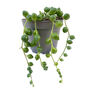 String Of Pearls Trailing House Plant In 6cm Pot, thumbnail 2 of 3