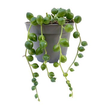 String Of Pearls Trailing House Plant In 6cm Pot, 2 of 3
