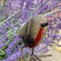 Metal Robin Redbreast Garden Stake – Bird Ornament, thumbnail 7 of 8