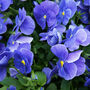 Pansy Delta 'All The Blues' Mix 20 X Full Plant Pack, thumbnail 1 of 4