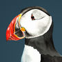 Pair Of Puffin Prints, thumbnail 2 of 4