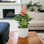 Pink Flamingo Flower Anthurium In 12cm Pot, thumbnail 7 of 8