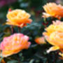 Hybrid Tea Rose 'Peace' Plant In 5 L Pot, thumbnail 3 of 5