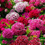 Grow Your Own Multicoloured Bedding Flowers Gift, thumbnail 7 of 8