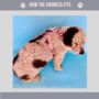 Pink Floral Dog Harness, thumbnail 4 of 4