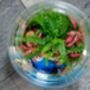 Beach Themed Terrarium Kit | 'Dominica', thumbnail 8 of 12