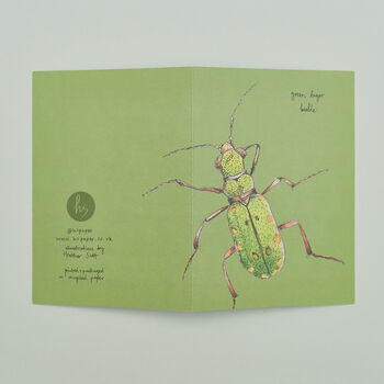Pack Of Eight Greeting Cards Of British Insects, 5 of 9