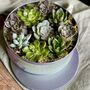 Succulents In A Biscuit Tin, thumbnail 4 of 12
