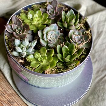 Succulents In A Biscuit Tin, 4 of 12