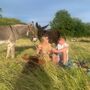 Meet The Donkeys Experience With Picnic For Two, thumbnail 6 of 9