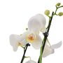 Double Stem White Phalaenopsis Orchid In Pot, thumbnail 3 of 3