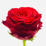Red Rose, thumbnail 2 of 3